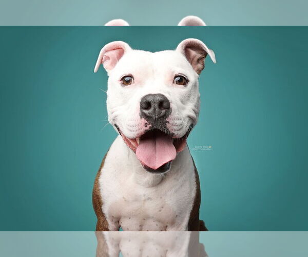 Medium Photo #1 American Pit Bull Terrier Puppy For Sale in Rockville, MD, USA