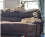 Small #10 Labrador Retriever Mix