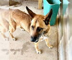 Small #1 Mutt