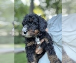Puppy Lilly Bernedoodle (Miniature)