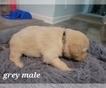 Small Photo #3 Golden Retriever Puppy For Sale in BENTON, IL, USA