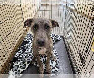 American Pit Bull Terrier-Unknown Mix Dogs for adoption in Texas City, TX, USA