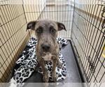 Small American Pit Bull Terrier Mix