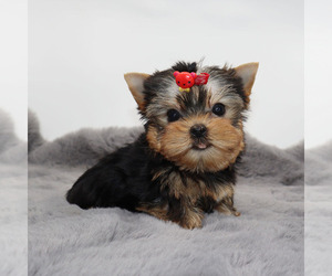 Yorkshire Terrier Puppy for sale in LOS ANGELES, CA, USA