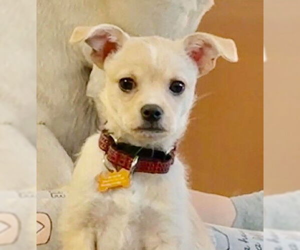 Medium Photo #3 Toxirn Puppy For Sale in Genesee, WI, USA