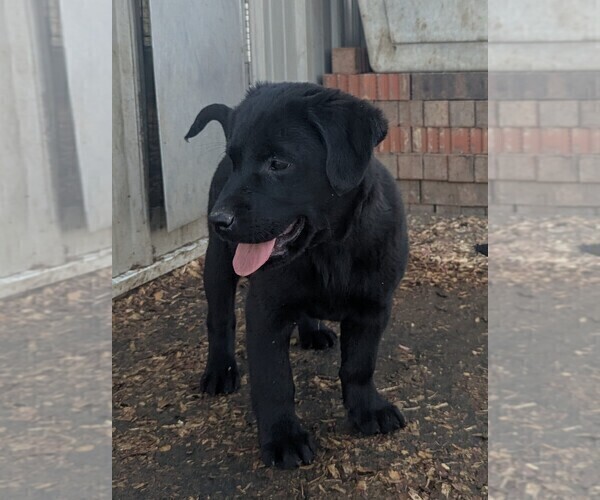 Medium Photo #2 Golden Labrador Puppy For Sale in CAMERON, MO, USA