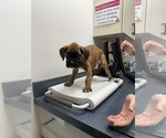 Puppy Habanero Boxer
