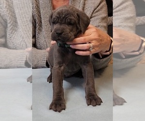 Cane Corso Puppy for sale in CAMBY, IN, USA