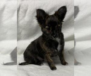 Chihuahua Puppy for sale in APPLETON, WI, USA