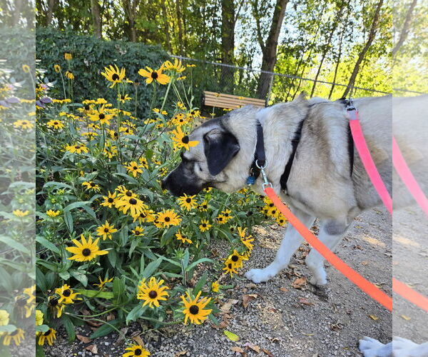 Medium Photo #10 Anatolian Shepherd-Unknown Mix Puppy For Sale in Fargo, ND, USA