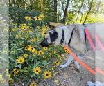 Small #9 Anatolian Shepherd Mix