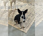 Small Chihuahua Mix