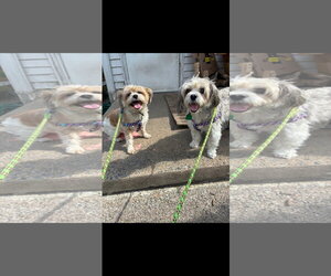 Shih Tzu Dogs for adoption in Harrisburg, PA, USA