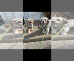 Small Shih Tzu