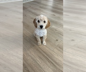 Cockapoo Puppy for sale in HARRISONBURG, VA, USA
