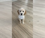Small Cockapoo