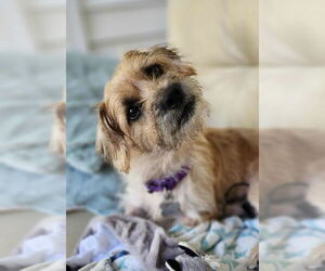 Doodle Dogs for adoption in Holly Springs, NC, USA