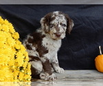 Small #3 Miniature Labradoodle