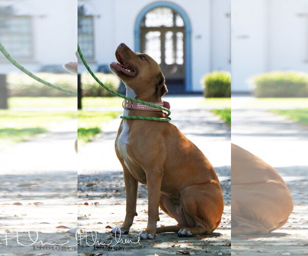 Medium Photo #4 American Staffordshire Terrier-Unknown Mix Puppy For Sale in Sanford, FL, USA