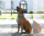 Small #3 American Staffordshire Terrier Mix