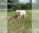 Small Photo #4 Great Pyrenees Puppy For Sale in ADAIRSVILLE, GA, USA