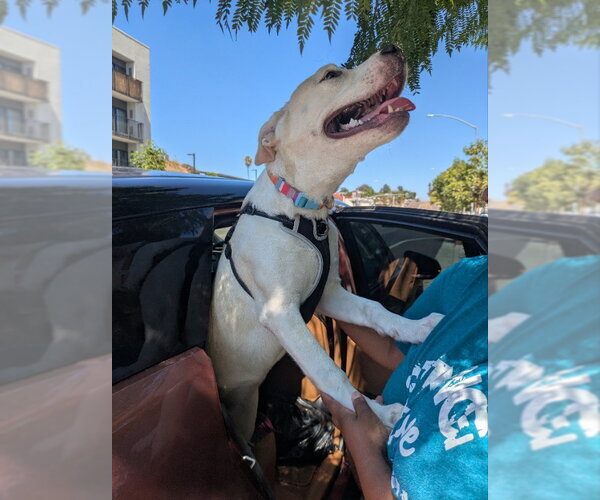 Medium Photo #5 American Staffordshire Terrier-Siberian Husky Mix Puppy For Sale in San Diego, CA, USA
