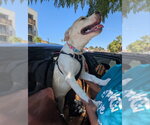 Small Photo #5 American Staffordshire Terrier-Siberian Husky Mix Puppy For Sale in San Diego, CA, USA