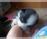 Small Photo #8 Australian Shepherd-Pembroke Welsh Corgi Mix Puppy For Sale in GALLEGOS, NM, USA