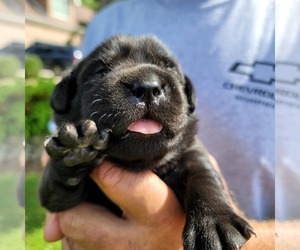 Labrador Retriever Puppy for sale in ROANOKE RAPIDS, NC, USA