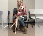 Small #2 Labrador Retriever Mix
