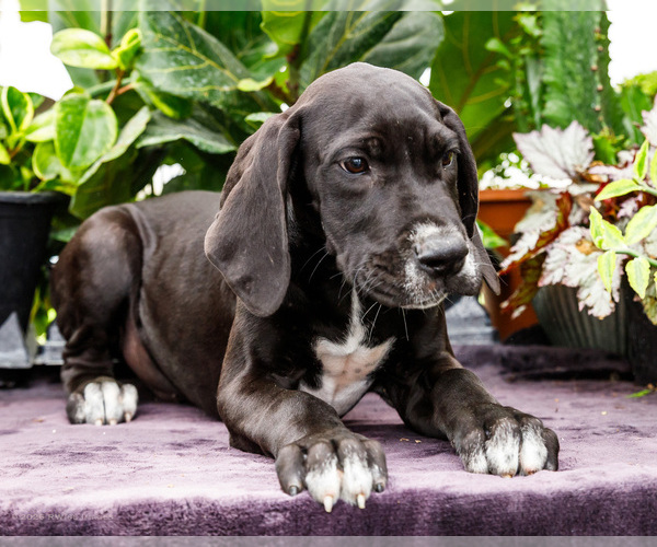 Medium Photo #91 Great Dane Puppy For Sale in WAKARUSA, IN, USA