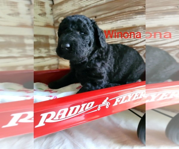 Medium Photo #5 Labradoodle-Poodle (Standard) Mix Puppy For Sale in ALTON, MO, USA