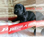 Small Photo #5 Labradoodle-Poodle (Standard) Mix Puppy For Sale in ALTON, MO, USA