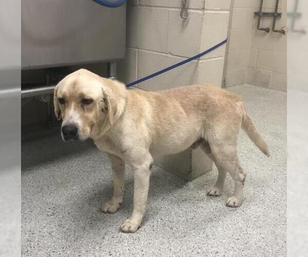 Medium Photo #1 Labrador Retriever-Unknown Mix Puppy For Sale in Conroe, TX, USA