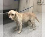 Small Labrador Retriever Mix
