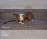 Puppy 3 Aussie-Corgi-Australian Shepherd Mix