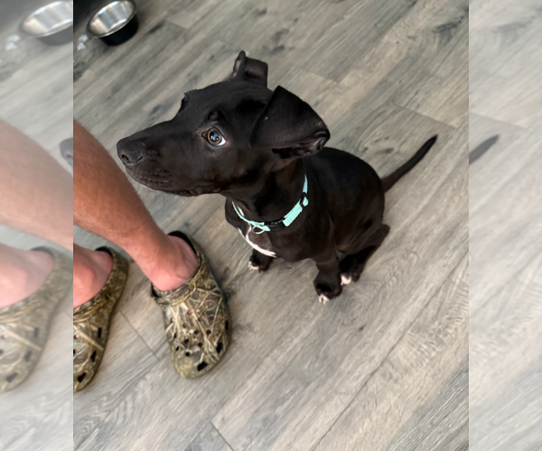 Medium Photo #5 American Pit Bull Terrier Puppy For Sale in Holly Springs, NC, USA