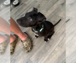 Small #4 American Pit Bull Terrier