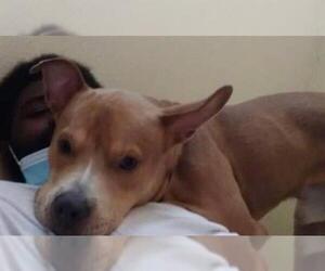 American Staffordshire Terrier Dogs for adoption in San Antonio, TX, USA