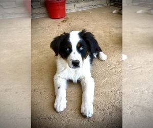 Australian Shepherd Puppy for sale in MICAVILLE, NC, USA
