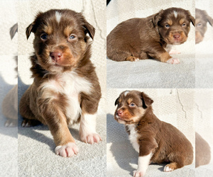 Miniature Australian Shepherd Puppy for sale in BROOKER, FL, USA