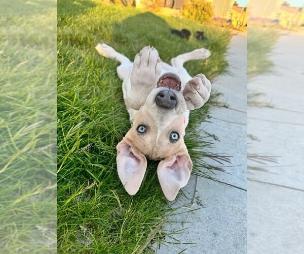 Medium Photo #11 Great Dane-Unknown Mix Puppy For Sale in Lakewood, CO, USA