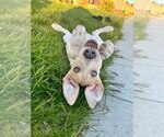 Small #10 Great Dane Mix