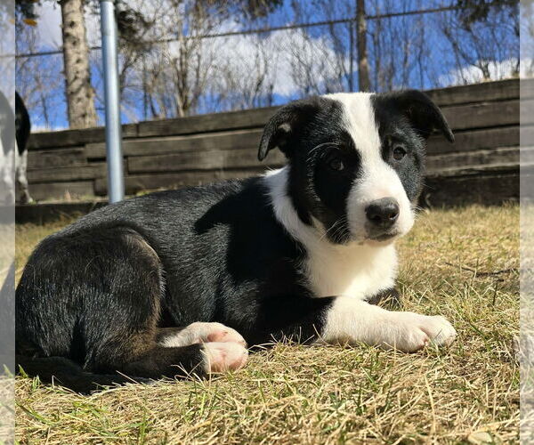 Medium Photo #4 Border Collie-Unknown Mix Puppy For Sale in Chinook, MT, USA