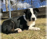 Small #3 Border Collie Mix