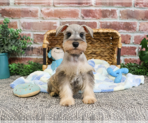 Medium Photo #6 Schnauzer (Miniature) Puppy For Sale in SYRACUSE, IN, USA