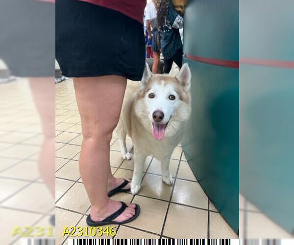 Medium Photo #1 - Mix Puppy For Sale in West Palm Beach, FL, USA