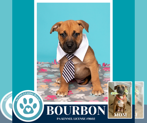 Black Mouth Cur-Unknown Mix Dogs for adoption in Kimberton, PA, USA