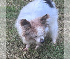 Papillon Dogs for adoption in Middlesex, NC, USA