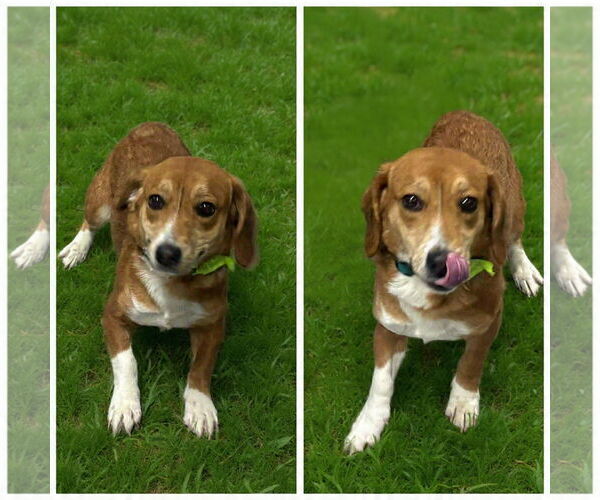 Medium Photo #1 Jack-A-Bee Puppy For Sale in Westwood, NJ, USA